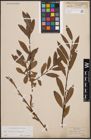 Foto von Salix cinerea L. x Salix eleagnos Scop.